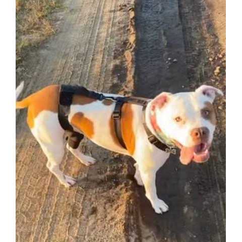 Dog & Cat Knee Brace Y7586