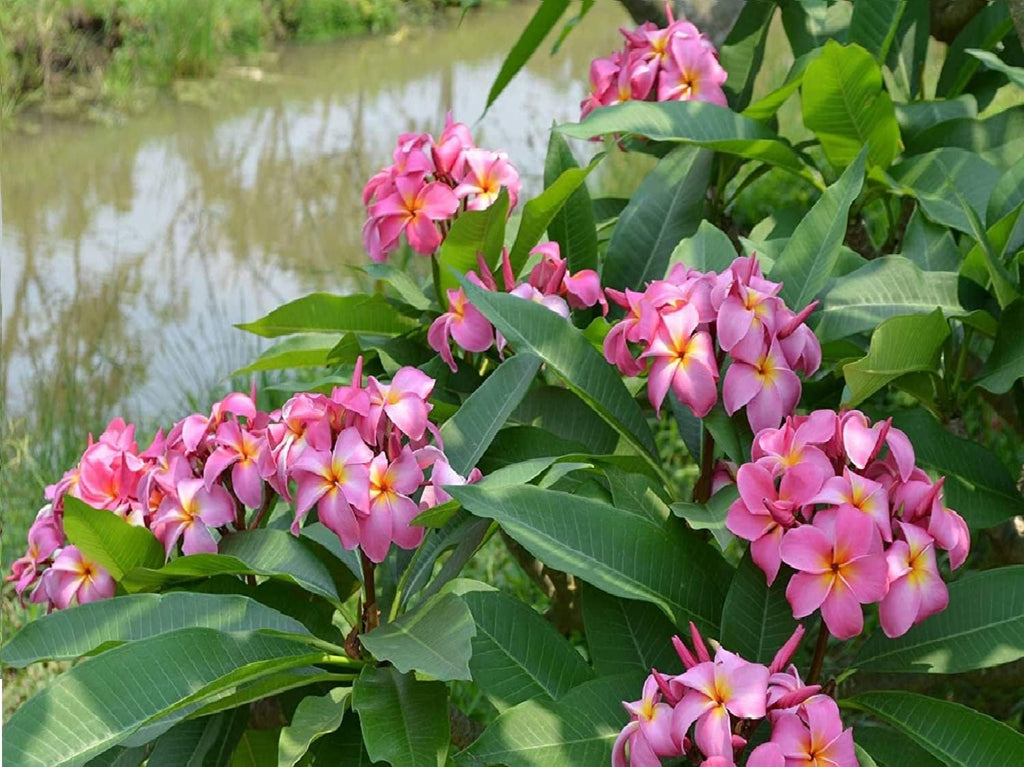 Plumeria Frangipani Plant Cuttings Pink, 10 Inch W71515