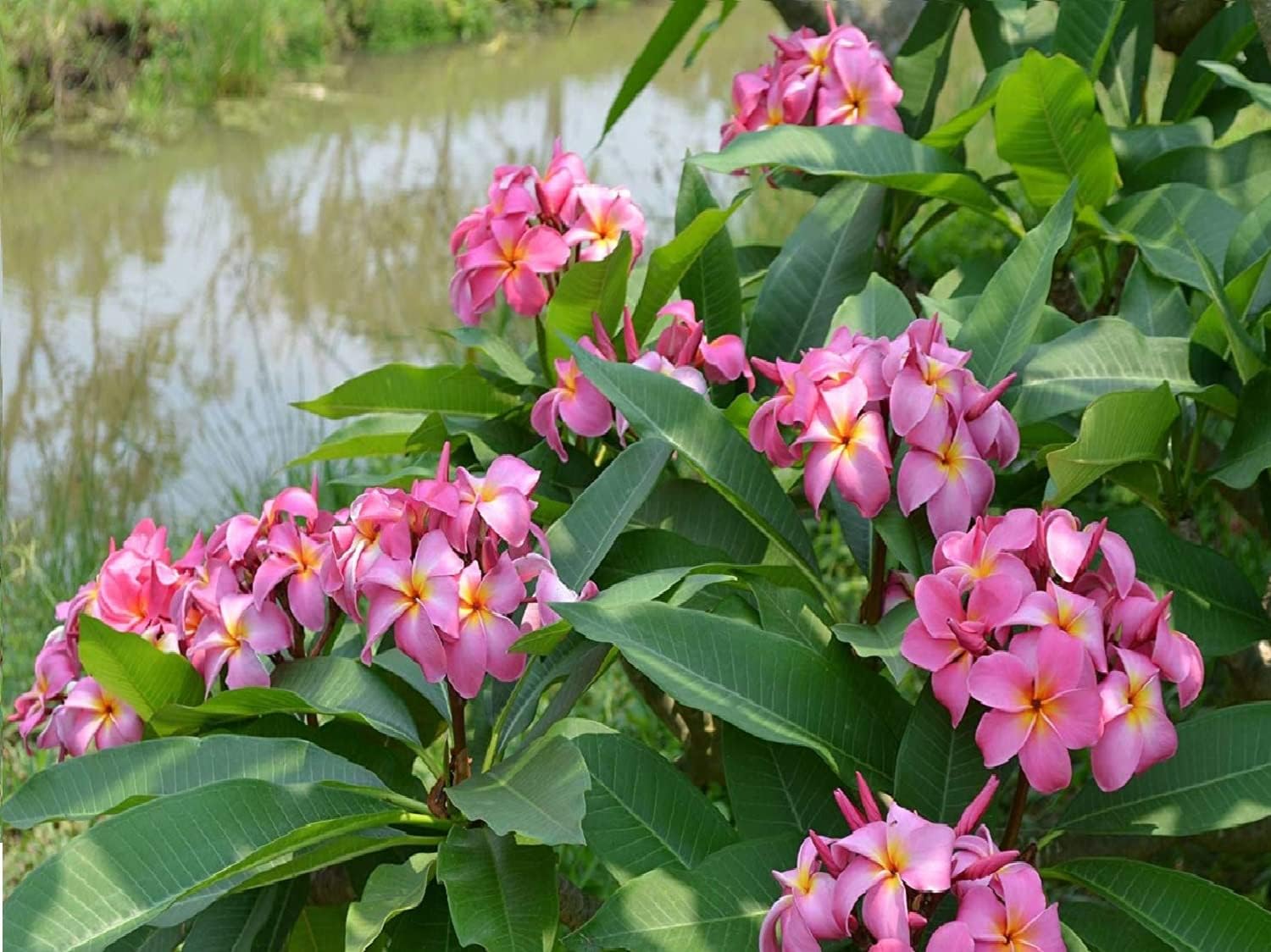 Plumeria Frangipani Plant Cuttings Pink, 10 Inch W71515