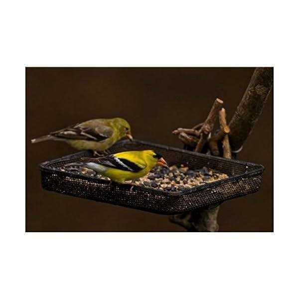 Finches Wild Bird Food, 5 lb L4363