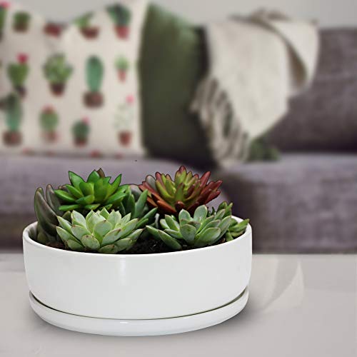 8 inch White Round Ceramic Succulent Planter Pot with Removable Saucer Q8442