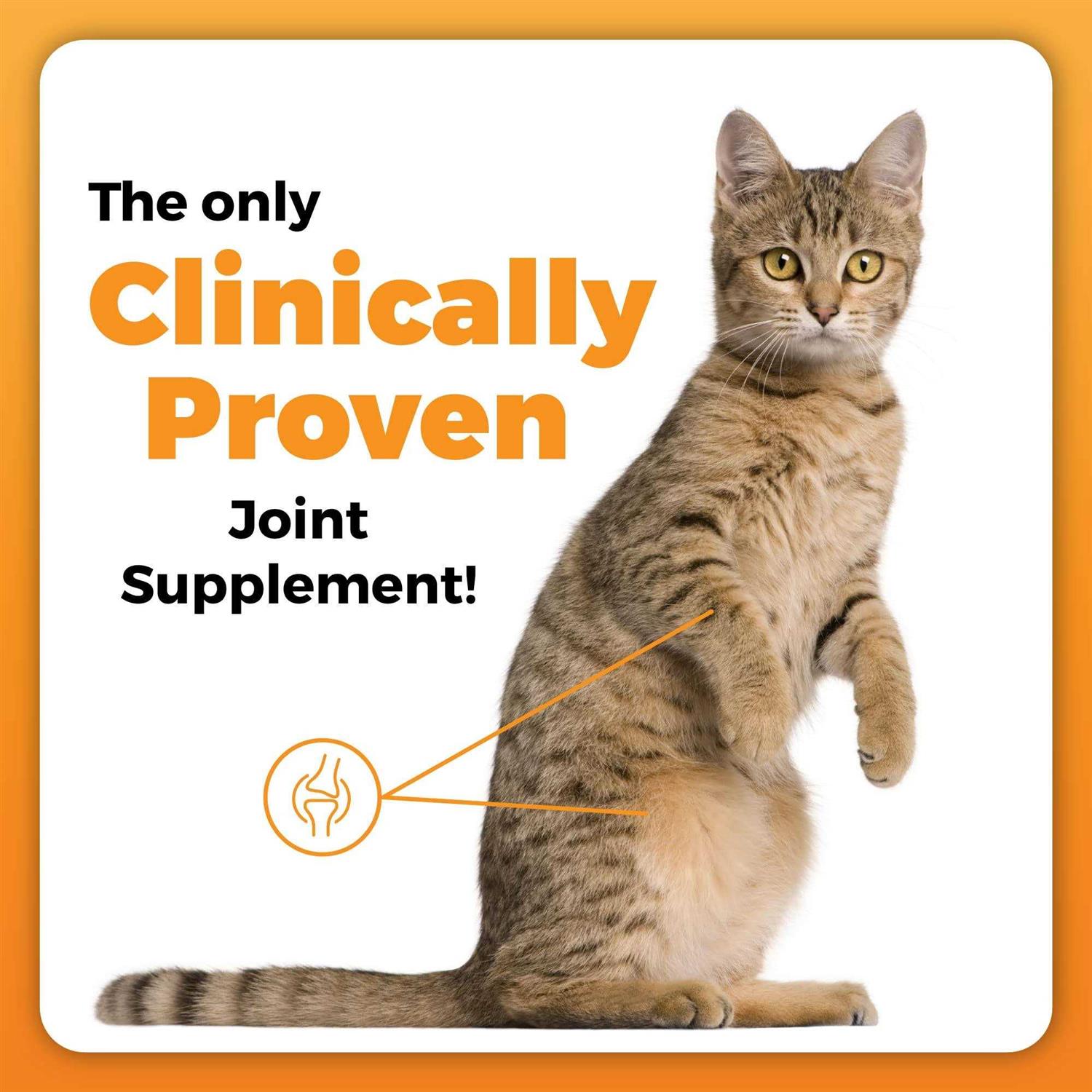 Hip & Joint Support for Cats Q771