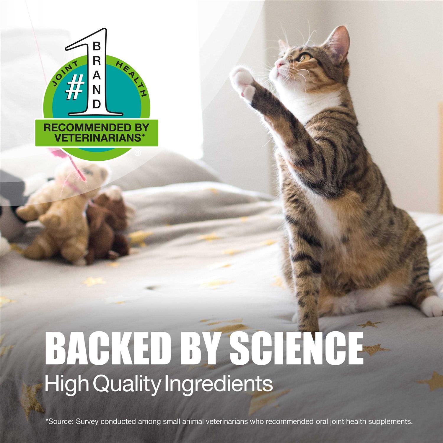 Joint Supplement for Cats J22723