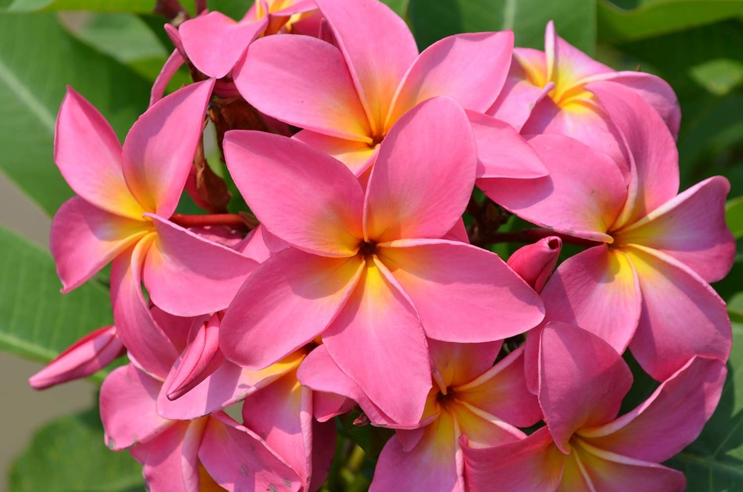 Plumeria Frangipani Plant Cuttings Pink, 10 Inch W71515