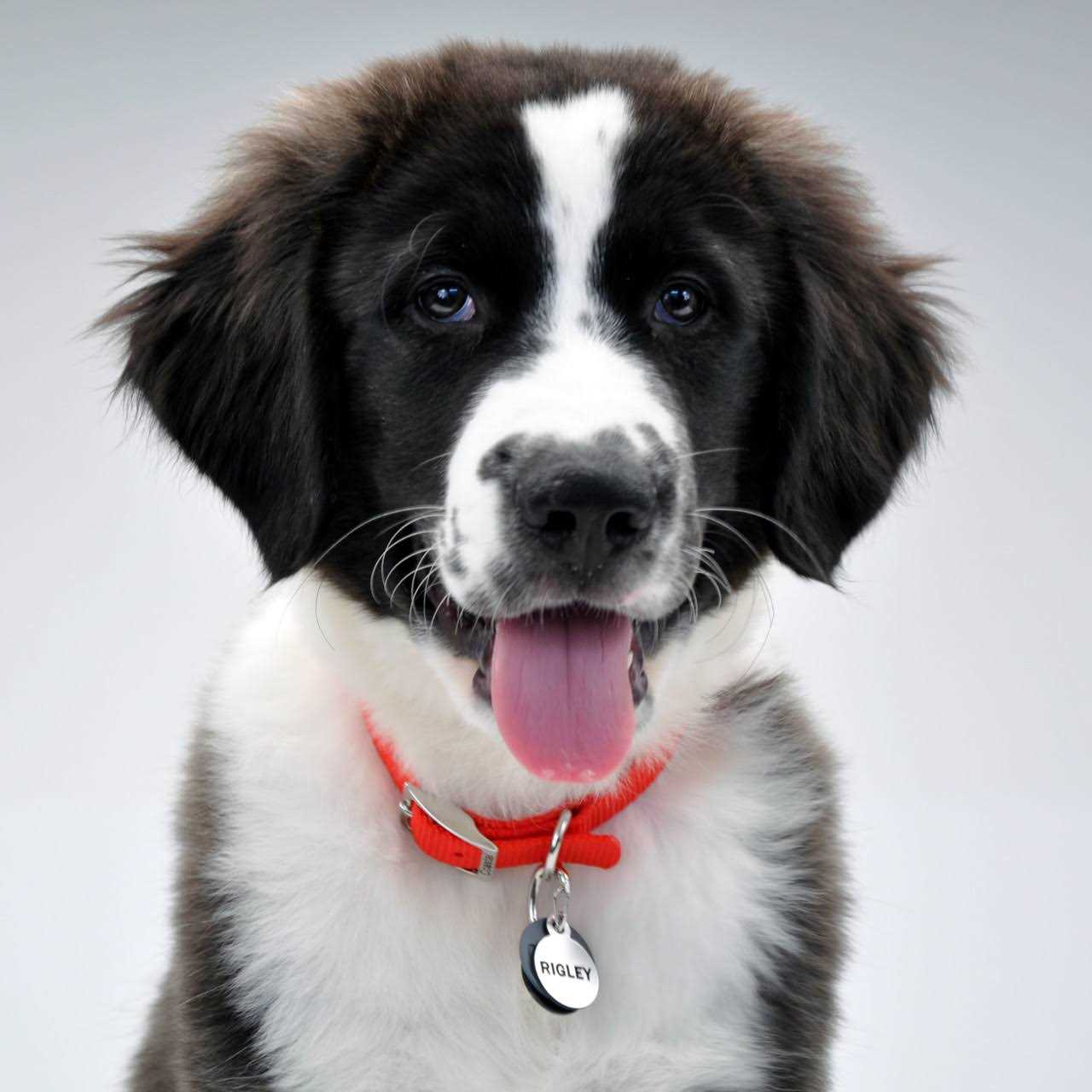 Dog ID Clip I791