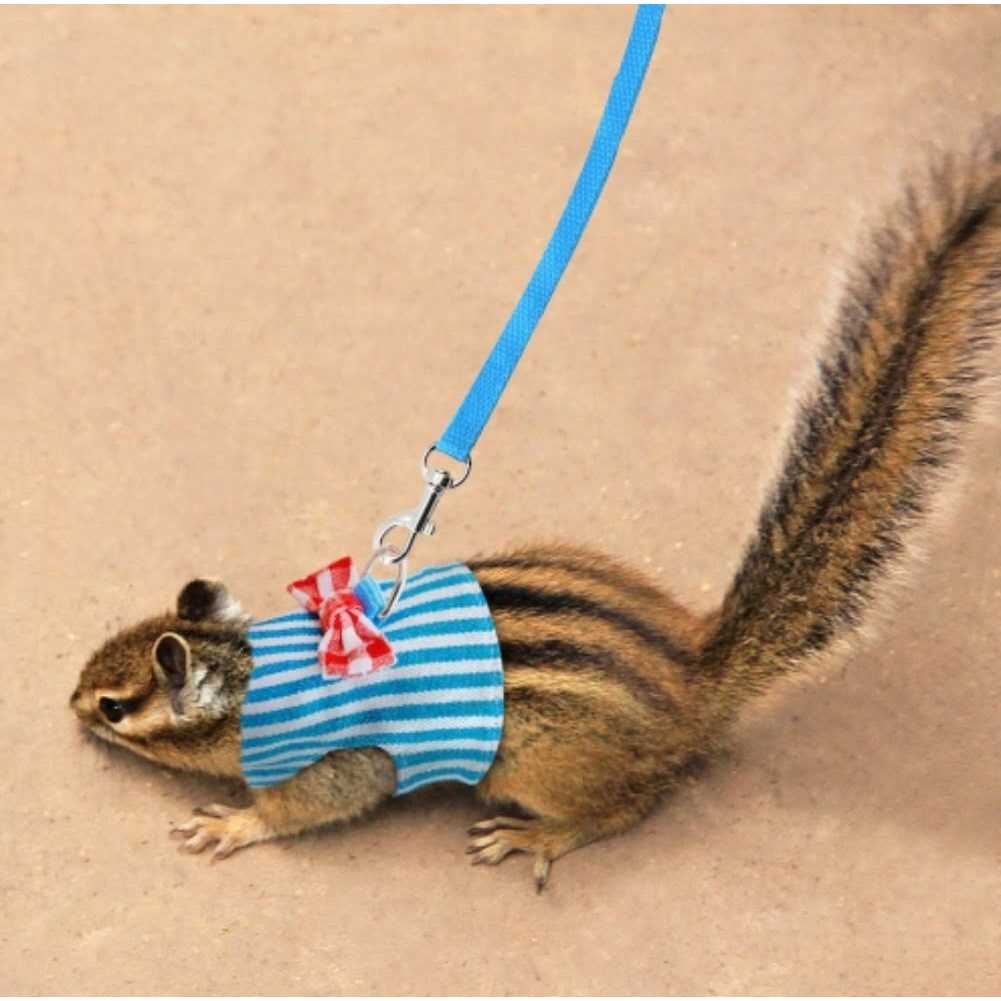 Small Pet Outdoor Walking Harness Vest and Leash Set with Bowknot Decor G359558