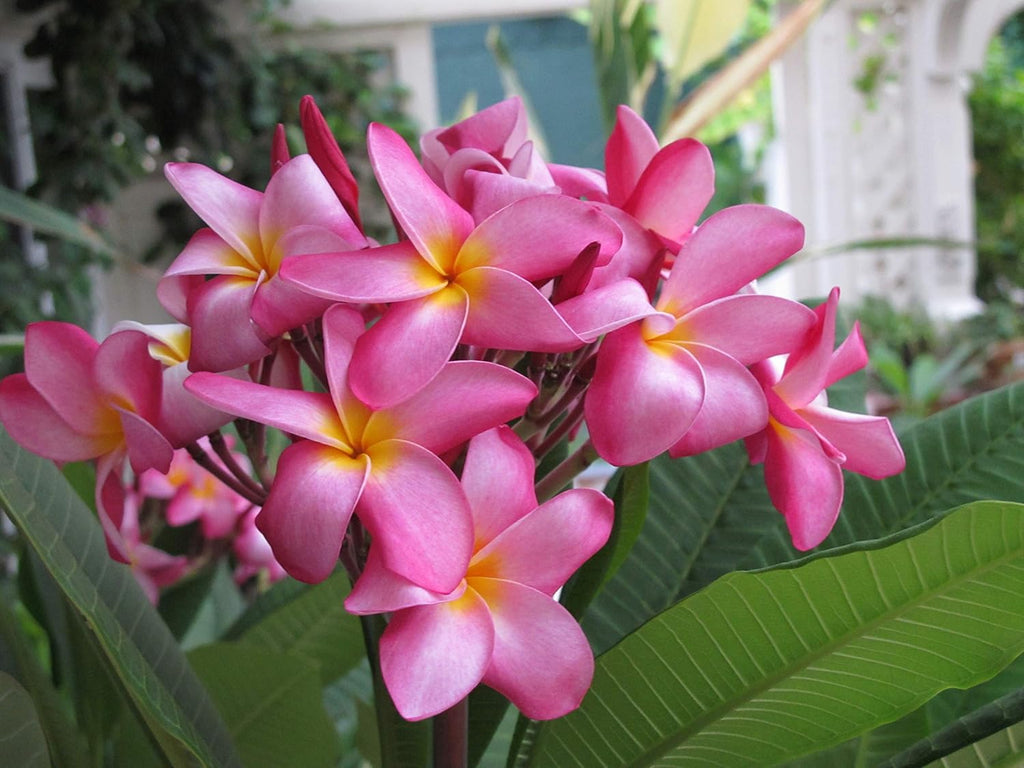 Plumeria Frangipani Plant Cuttings Pink, 10 Inch W71515