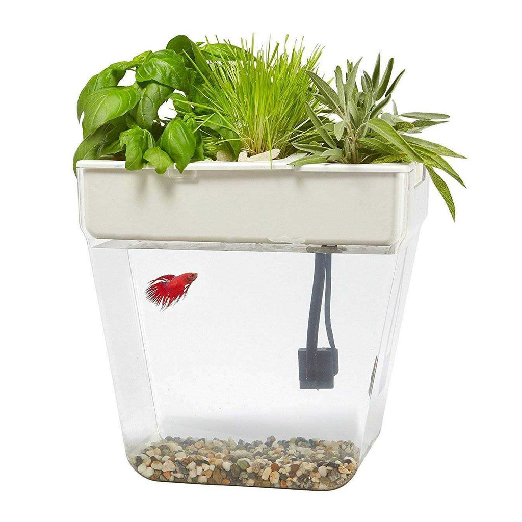 Water Garden D372
