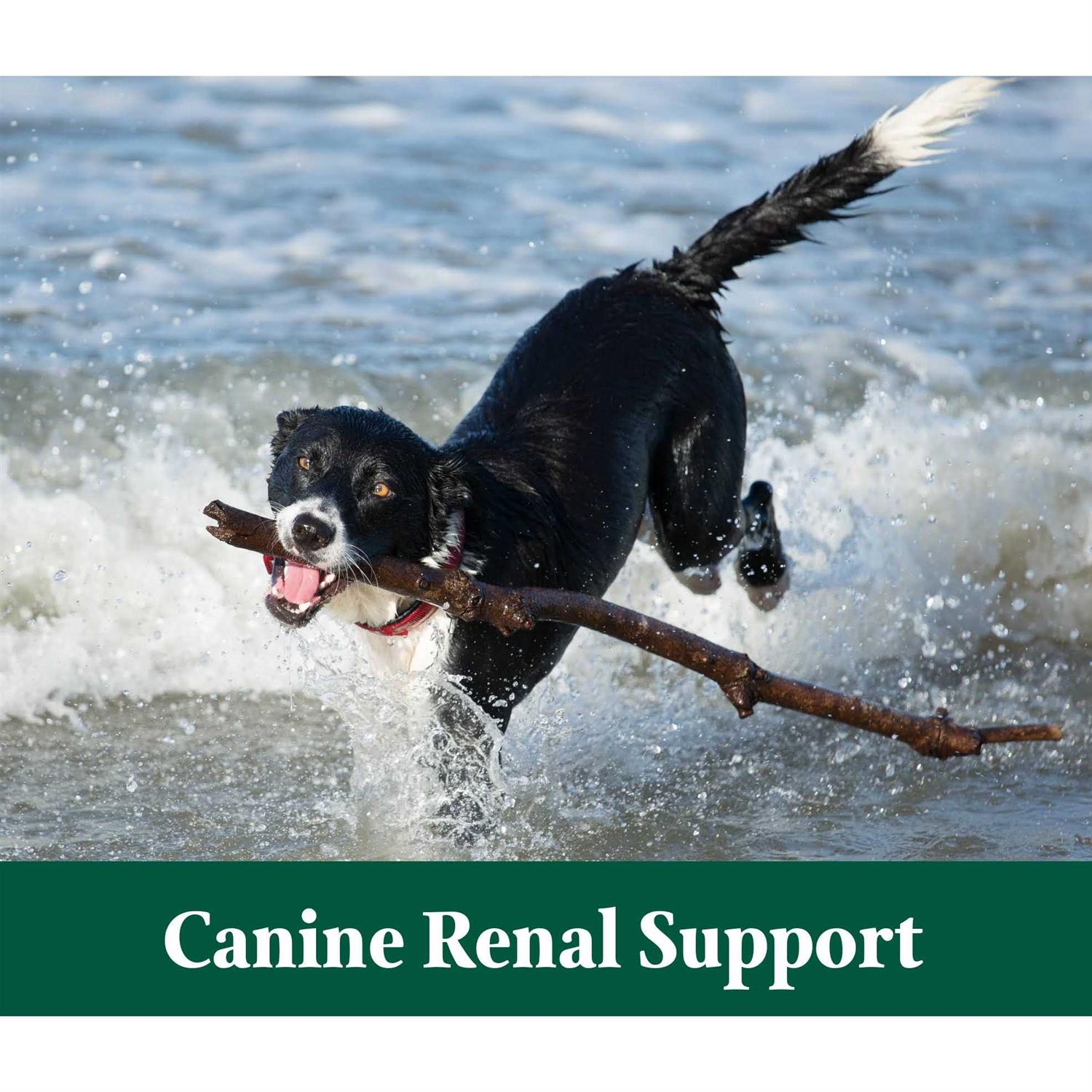 Canine Renal Support Supplement for Dogs M193938