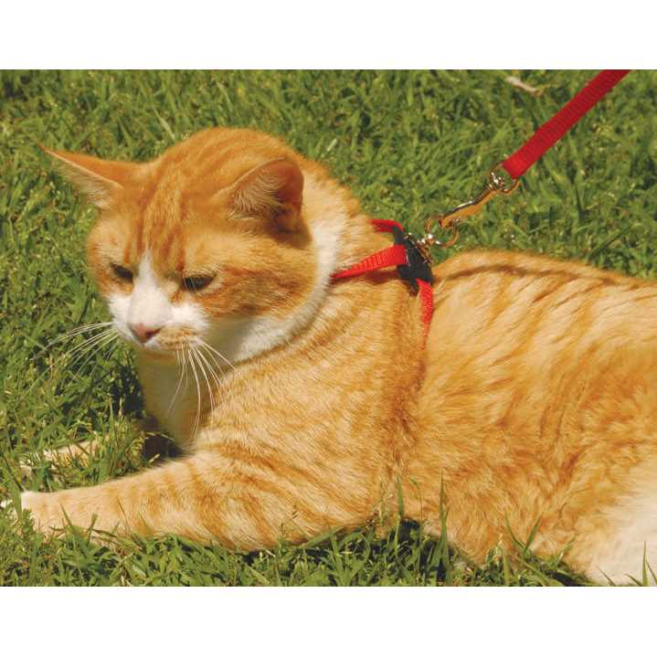 Adjustable Cat Harness Y149391