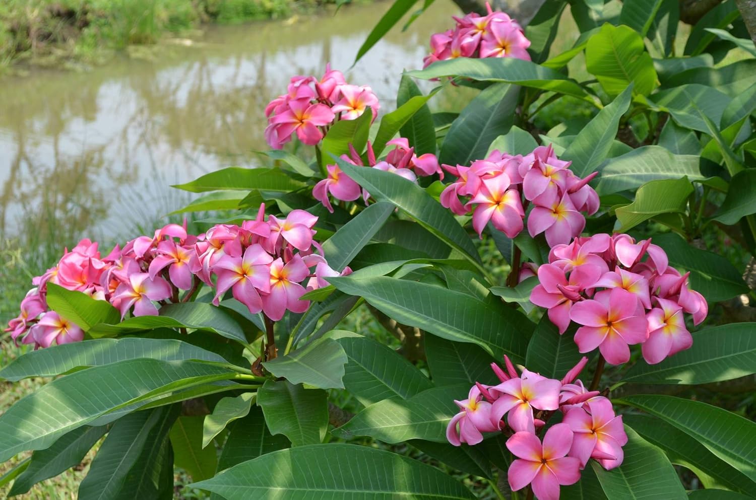Plumeria Frangipani Plant Cuttings Pink, 10 Inch W71515