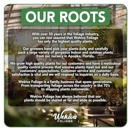 Dwarf Everbearing Mulberry Tree, 2 Live Starter Plants, Edible Fruit Tree for Patio and Garden A793451