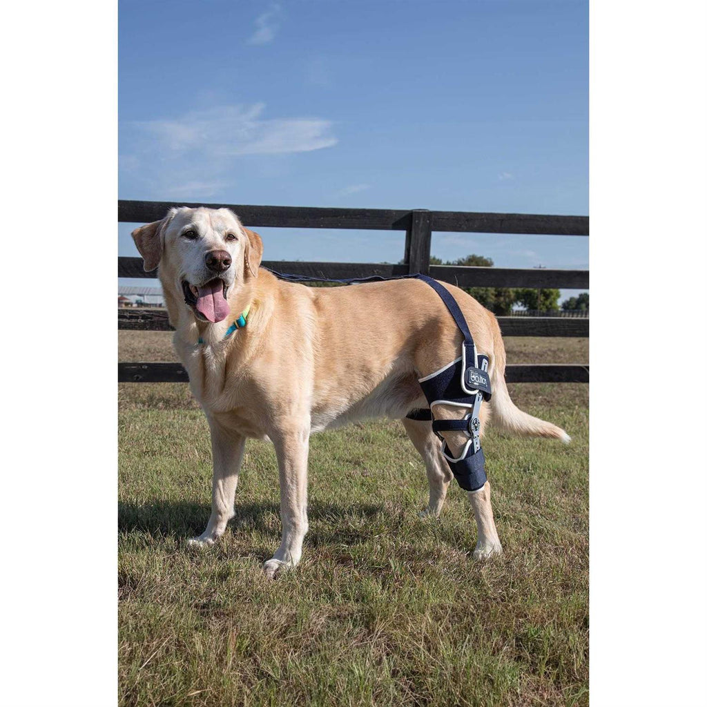 Adjustable Hinged Dog Knee Brace U19950
