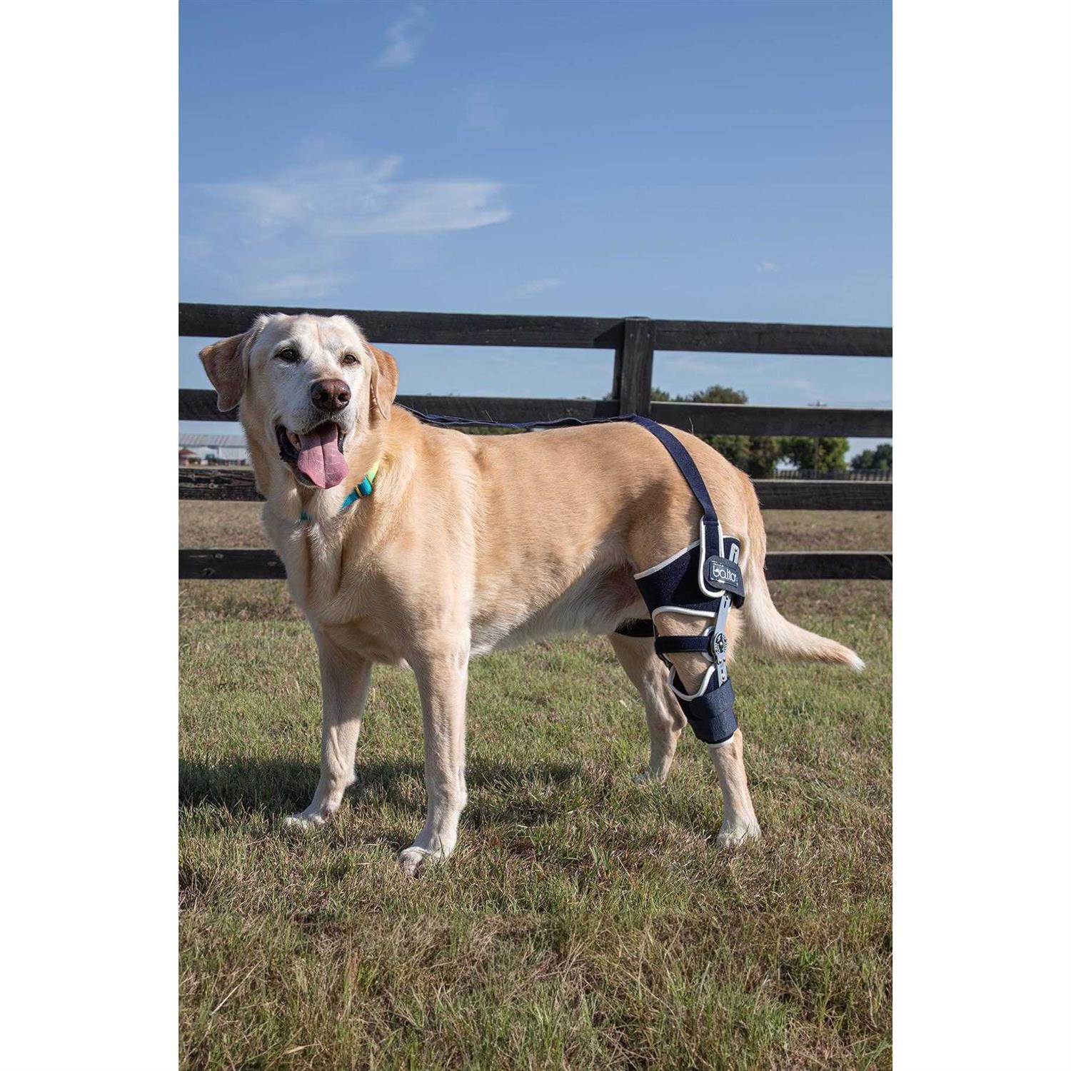 Adjustable Hinged Dog Knee Brace U19950