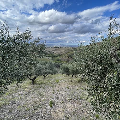 Extra Virgin Olive Oil 100% Italian Cold Pressed, 6 x 750 ml B525080