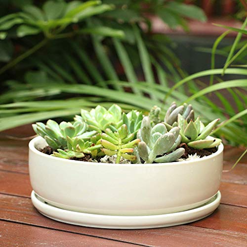 8 inch White Round Ceramic Succulent Planter Pot with Removable Saucer Q8442