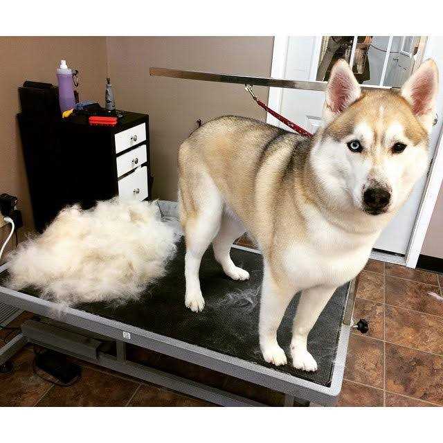 Grooming Tool for Pets L9480