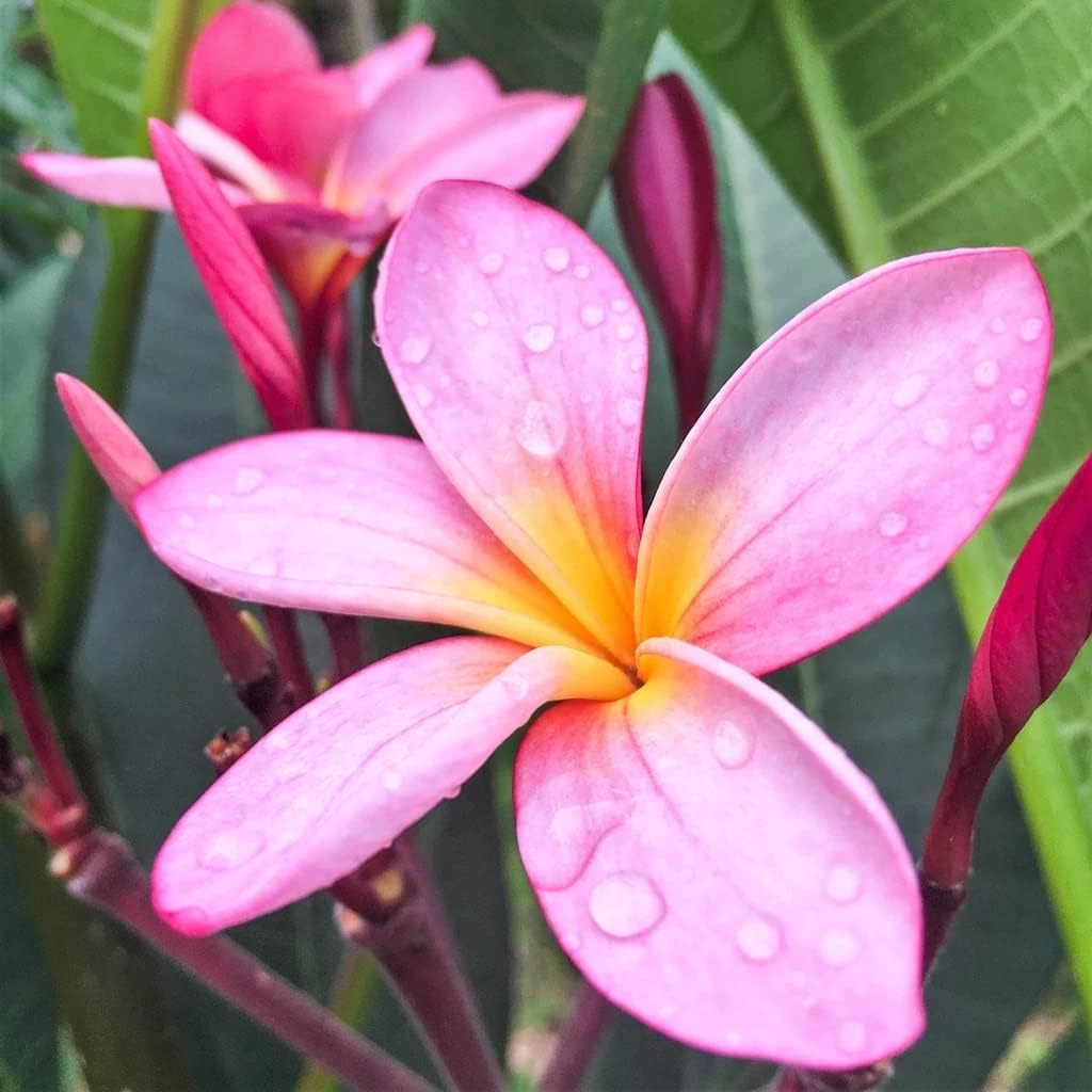 Plumeria Frangipani Plant Cuttings Pink, 10 Inch W71515