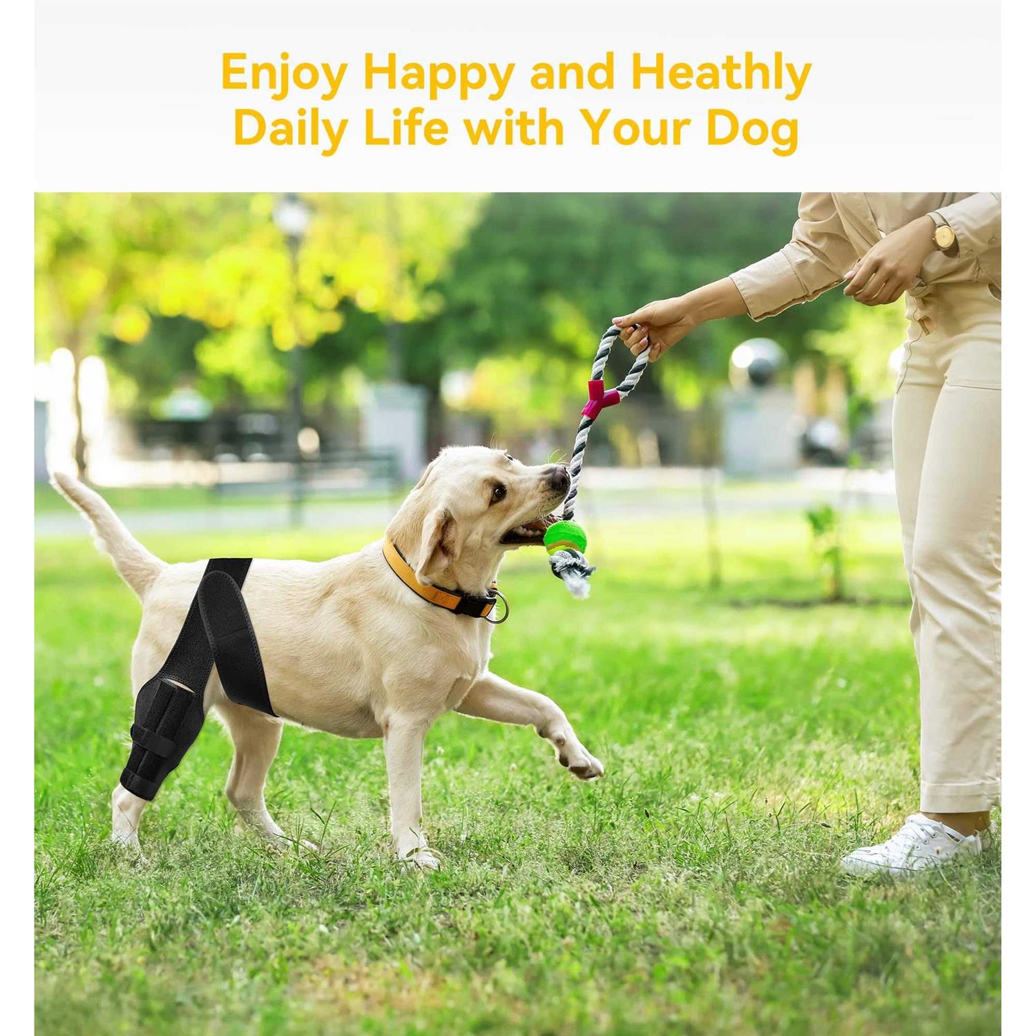Dog Knee Brace for ACL Injury and Joint Support B3148