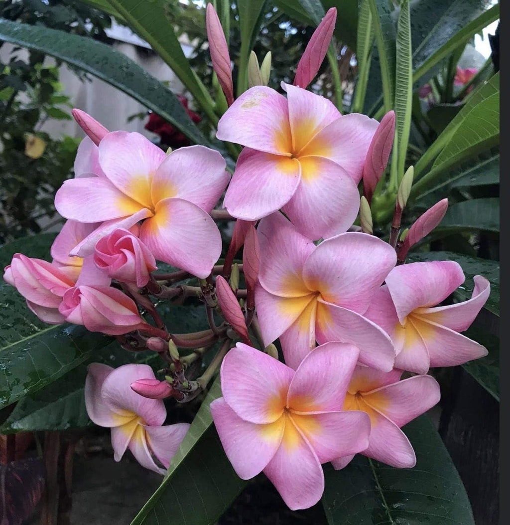 Plumeria Frangipani Plant Cuttings Pink, 10 Inch W71515