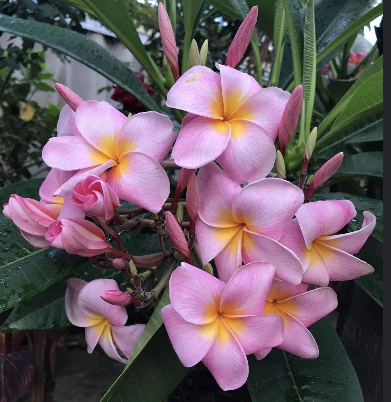 Plumeria Frangipani Plant Cuttings Pink, 10 Inch W71515