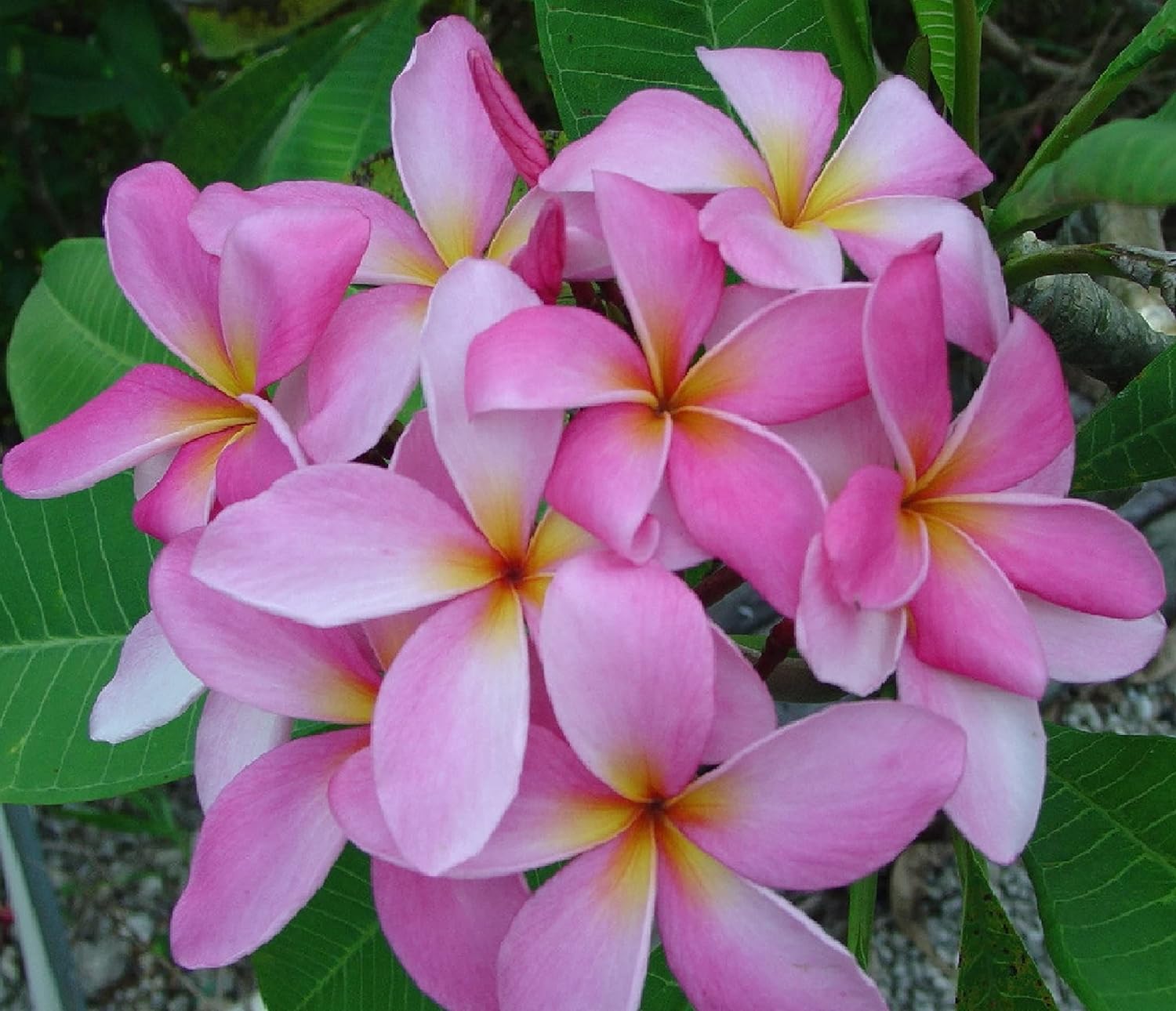 Plumeria Frangipani Plant Cuttings Pink, 10 Inch W71515