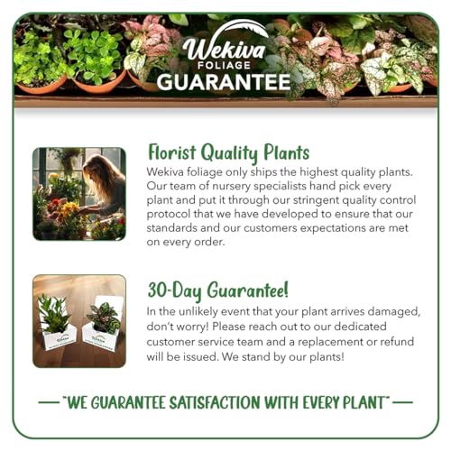 Dwarf Everbearing Mulberry Tree, 2 Live Starter Plants, Edible Fruit Tree for Patio and Garden A793451