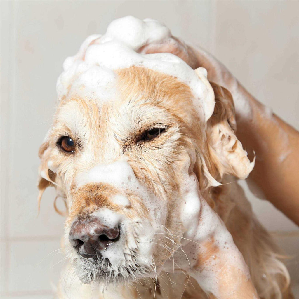 Oatmeal Coconut Lime Verbena Shampoo Concentrate R311057
