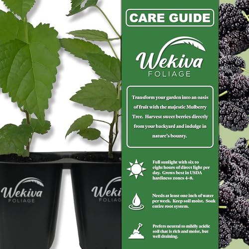 Dwarf Everbearing Mulberry Tree, 2 Live Starter Plants, Edible Fruit Tree for Patio and Garden A793451