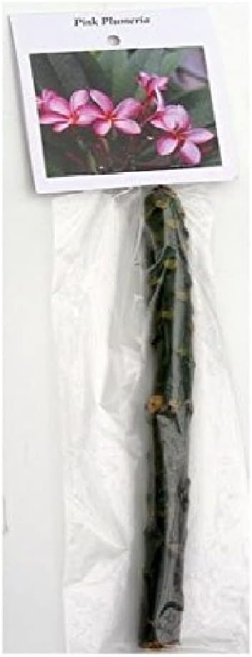 Plumeria Frangipani Plant Cuttings Pink, 10 Inch W71515