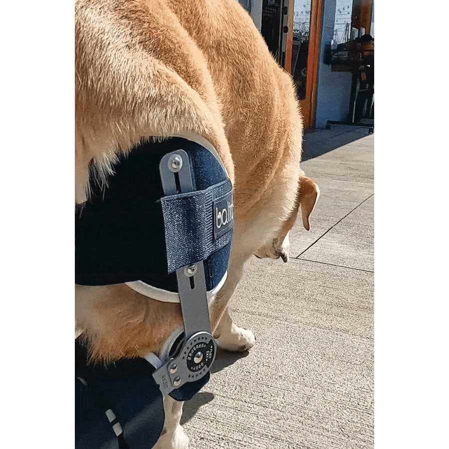 Adjustable Hinged Dog Knee Brace U19950
